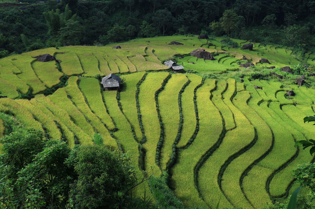 Vietnam rice fields